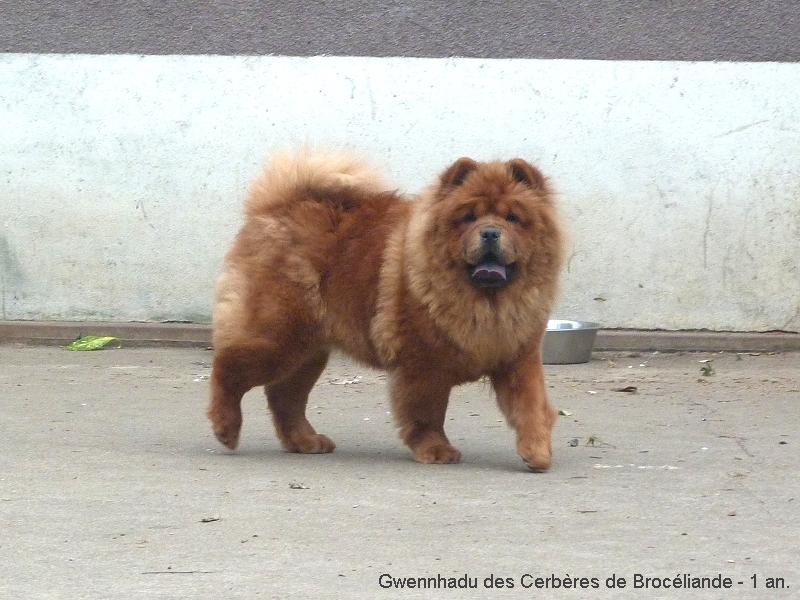 CH. Gwennhadu des Cerbères de Brocéliande