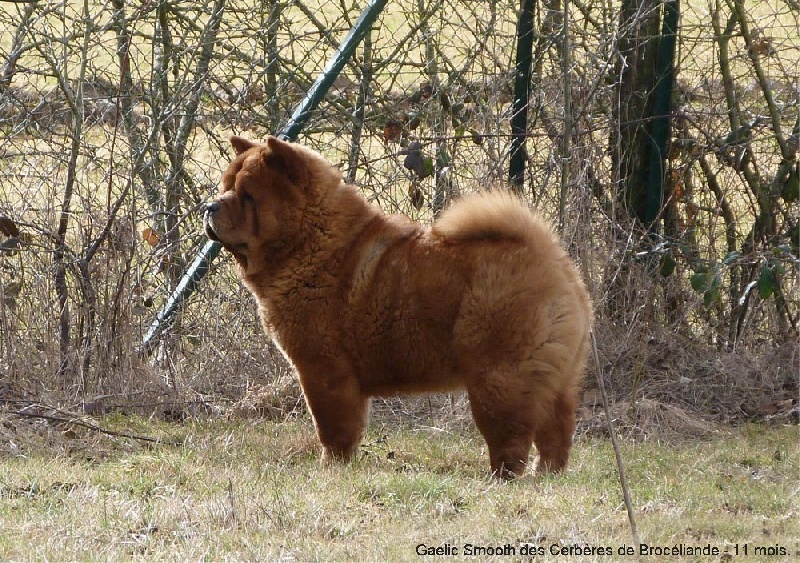 Gaelic smooth des Cerbères de Brocéliande